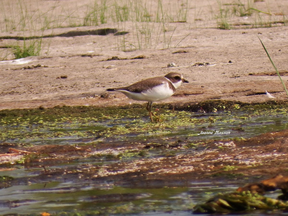 Semipalmated Plover - Joanne Masson