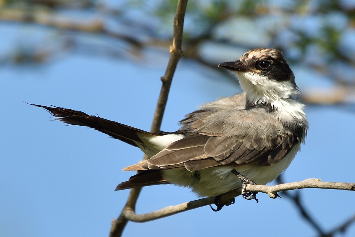Fork-tailed Flycatcher - ML66786781
