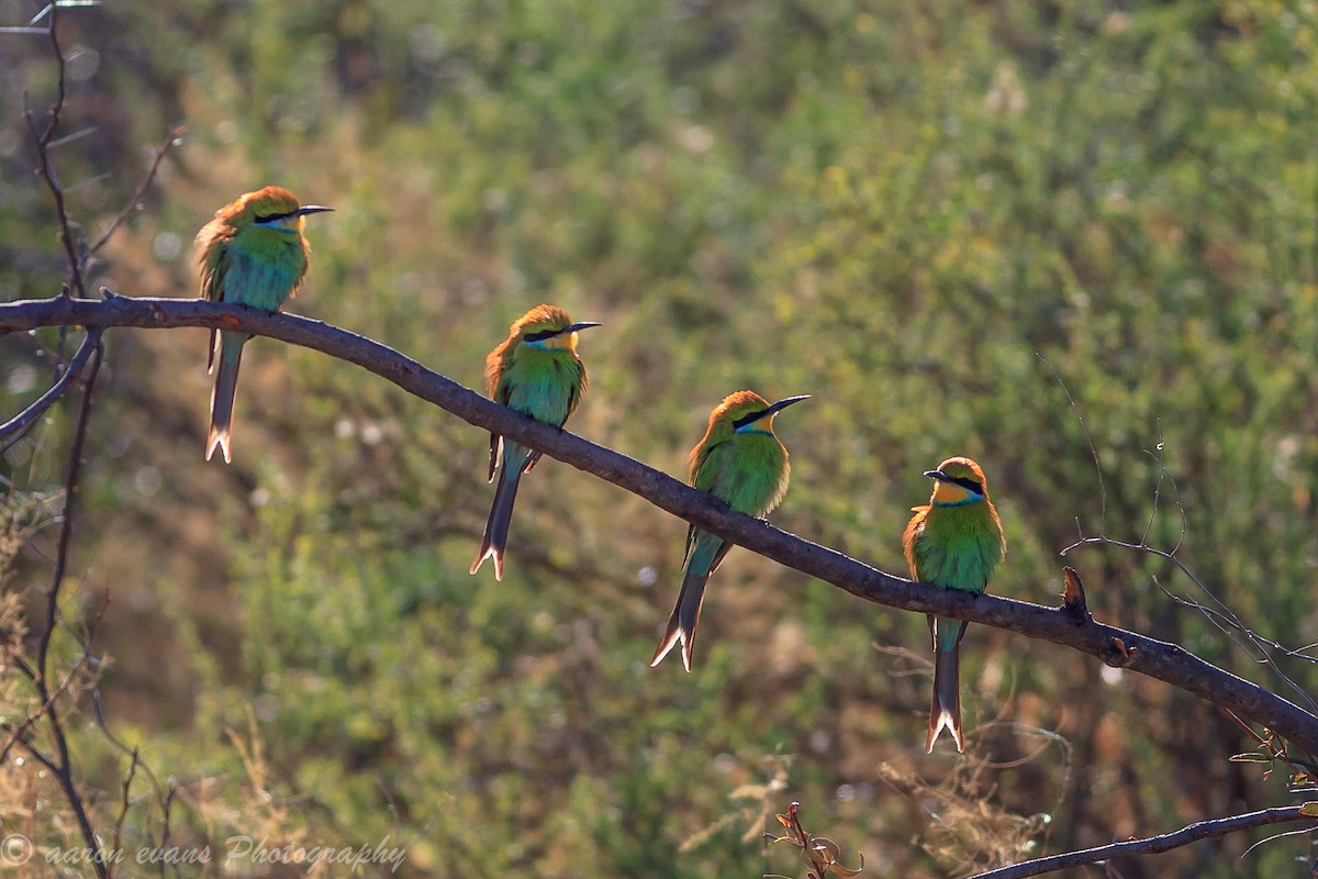 Swallow-tailed Bee-eater - aaron evans