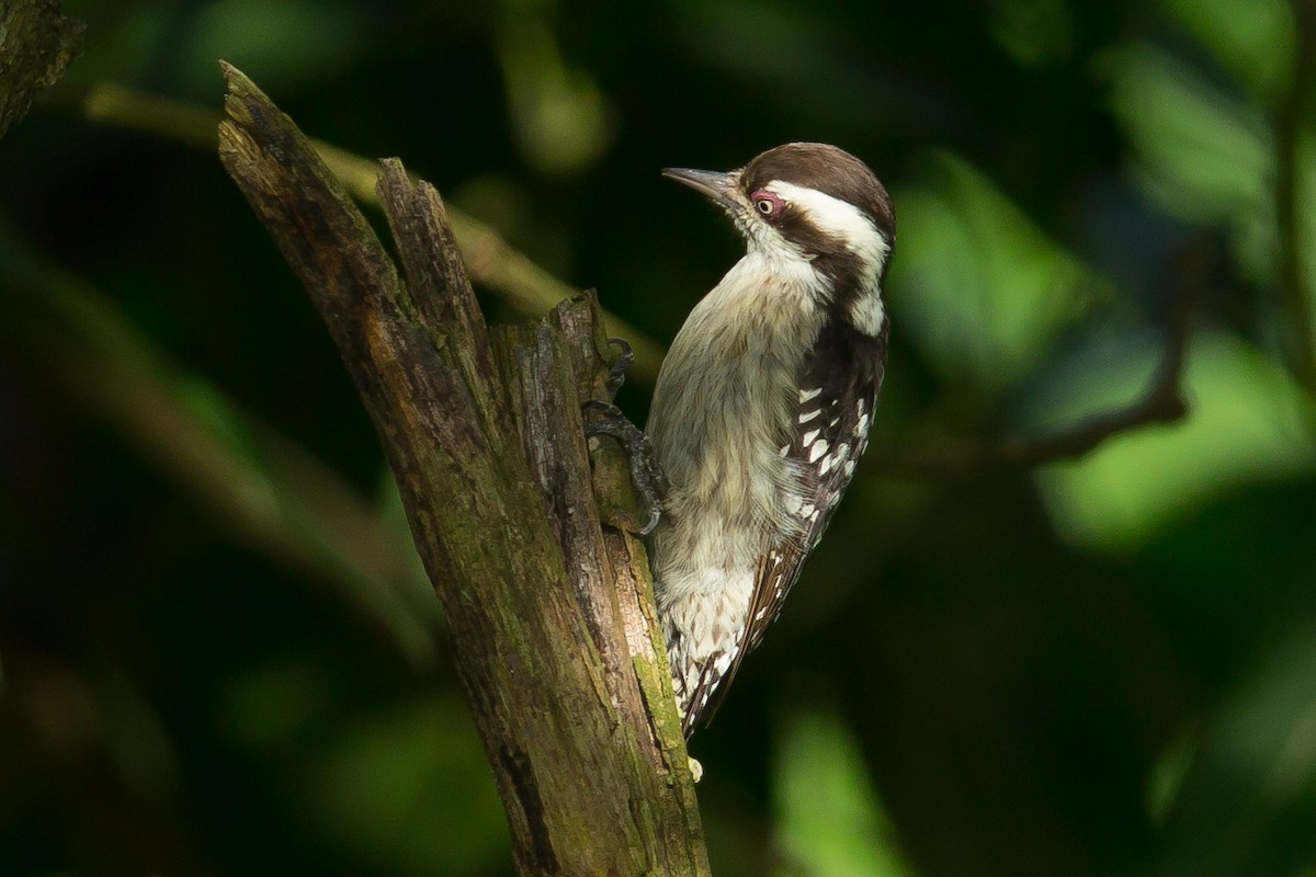 Brown-capped Pygmy Woodpecker - Rajinikanth Kasthuri