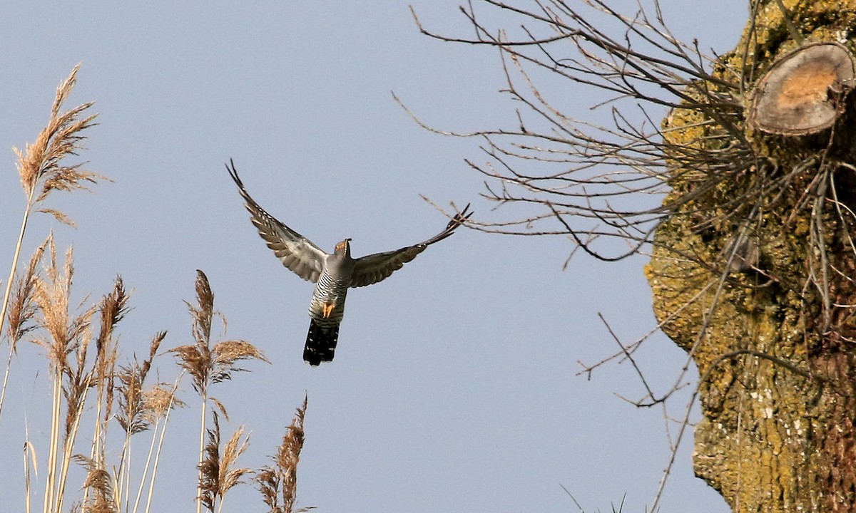 Common Cuckoo - Patrick MONNEY