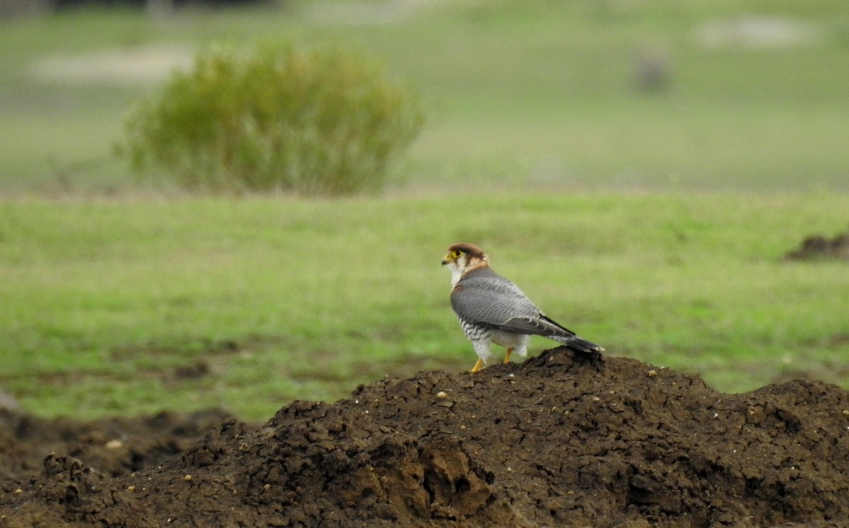 Red-necked Falcon - Anonymous