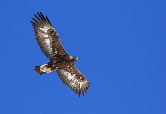 Golden Eagle (Switzerland). - Golden Eagle - 