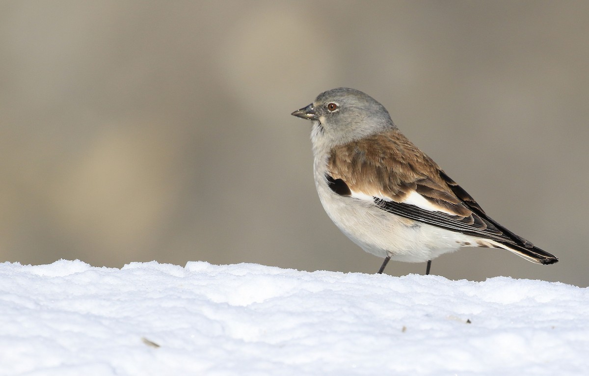White-winged Snowfinch - Patrick MONNEY