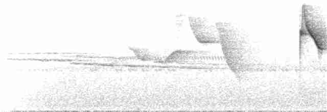 White-browed Warbler - ML66793021