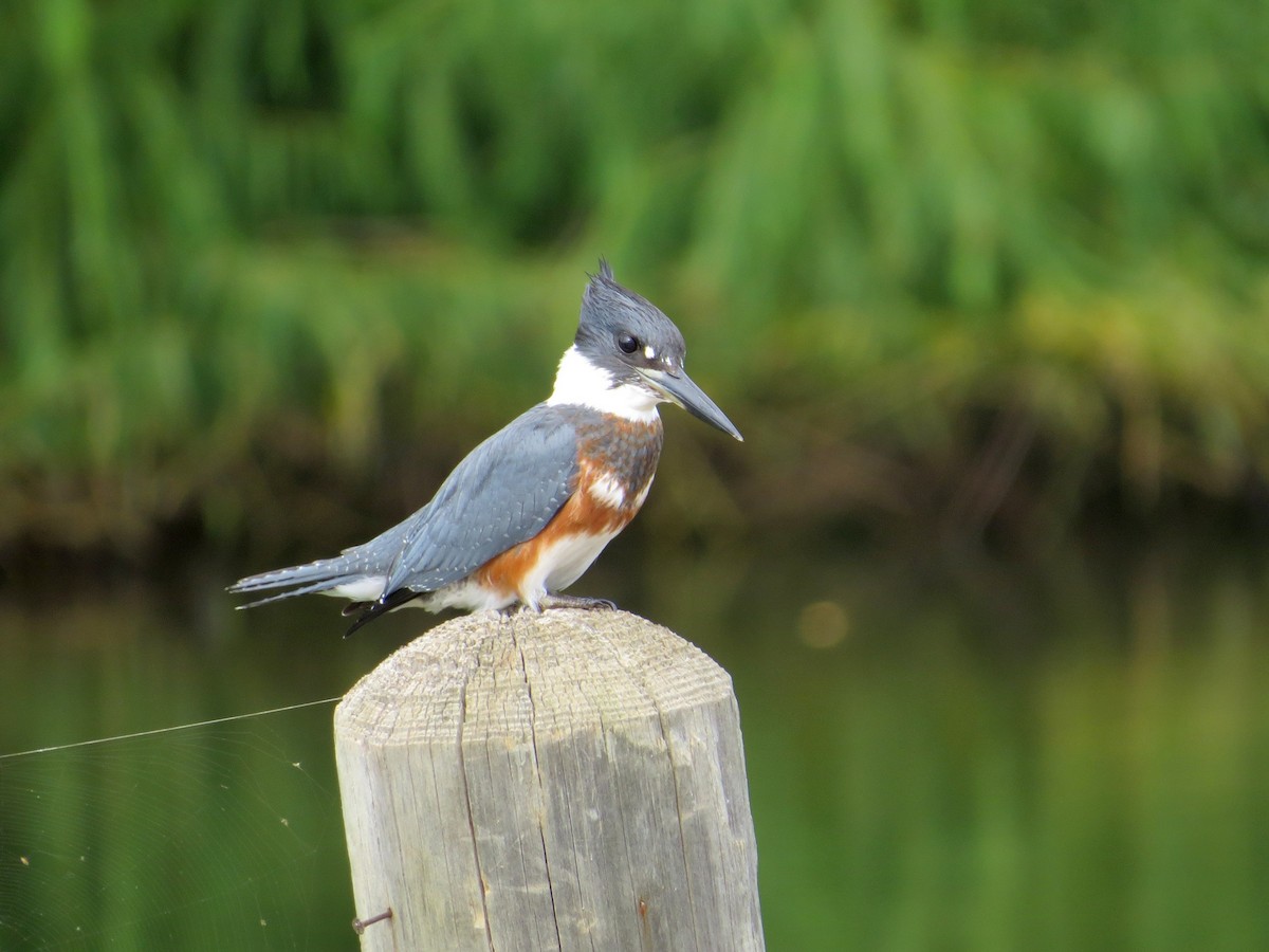 Belted Kingfisher - ML66796631