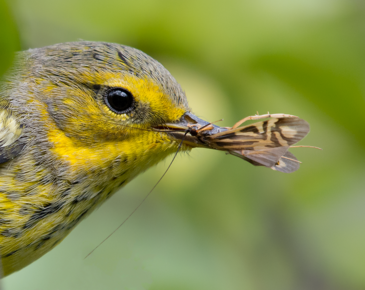 Cape May Warbler ML66801091