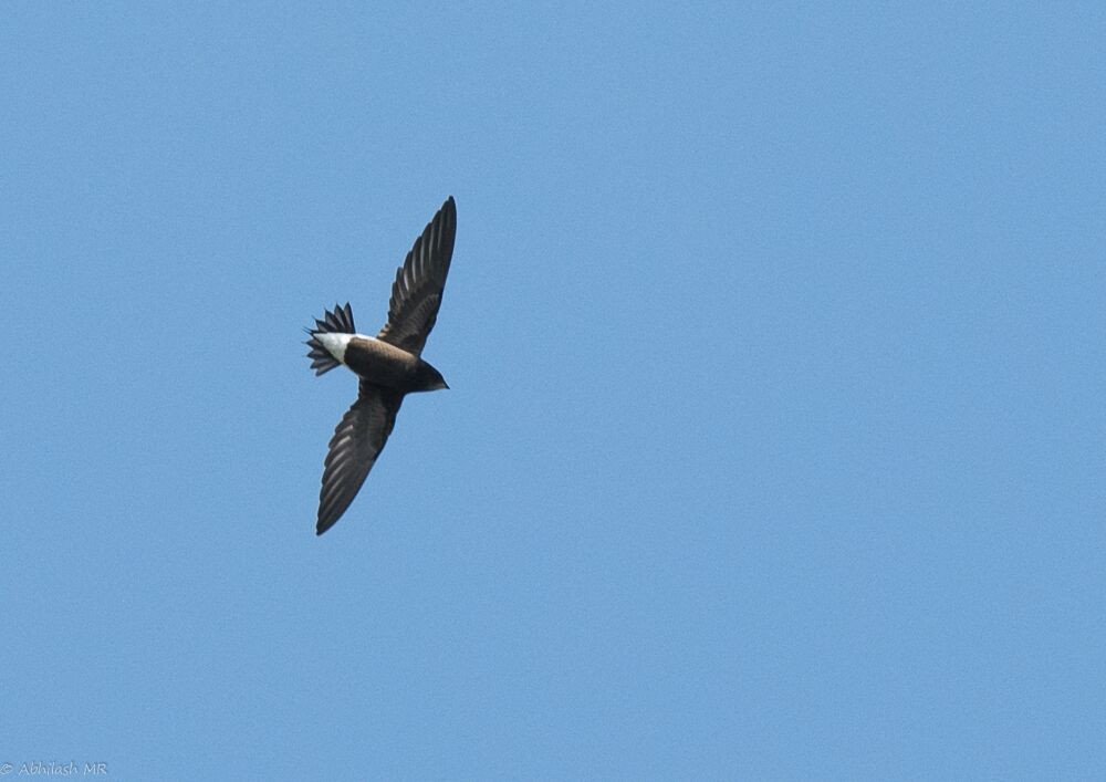 Brown-backed Needletail - ML66801421