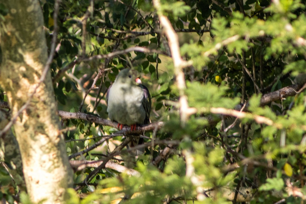 African Green-Pigeon - ML66801551