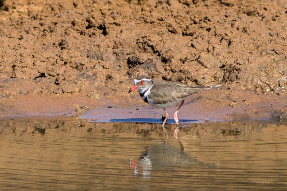 Three-banded Plover - ML66801601