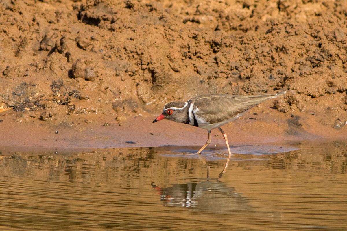 Three-banded Plover - ML66801611