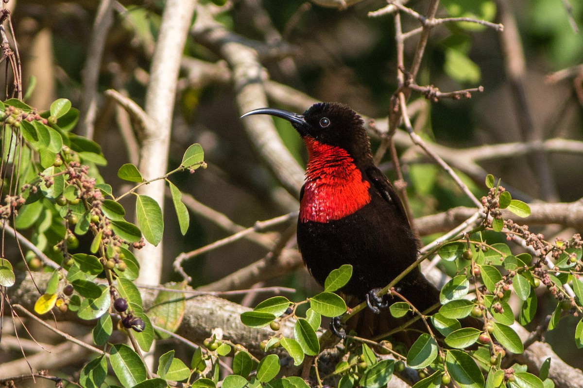 Scarlet-chested Sunbird - ML66802241
