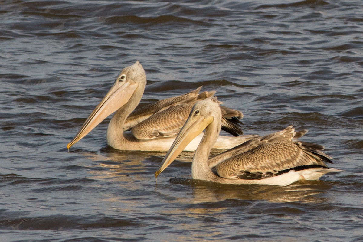 Pink-backed Pelican - ML66802381