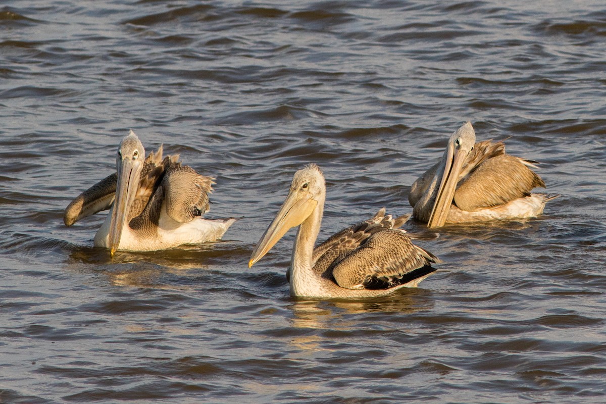 Pink-backed Pelican - ML66802391