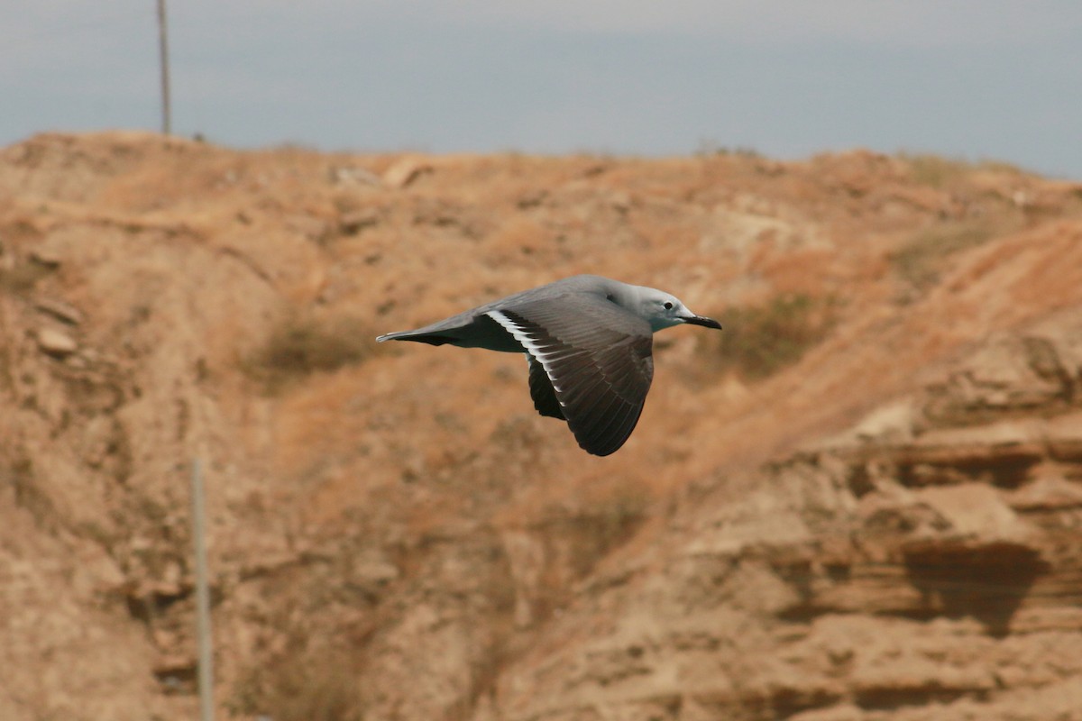 Gray Gull - Jorge Novoa - CORBIDI