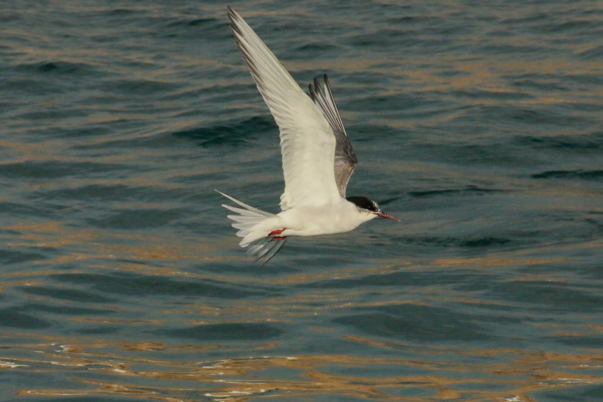 South American Tern - ML66803011