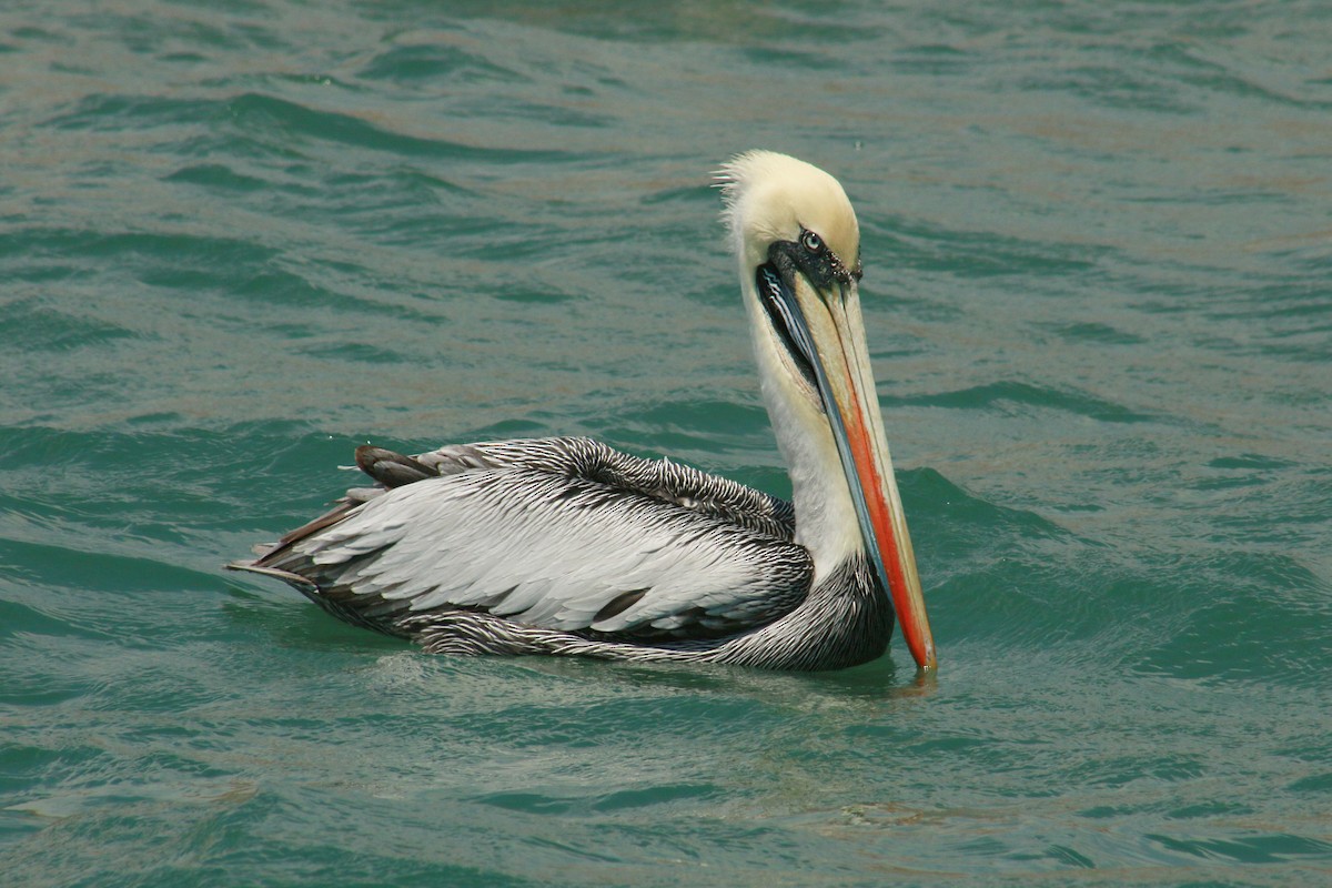 Peruvian Pelican - Jorge Novoa - CORBIDI