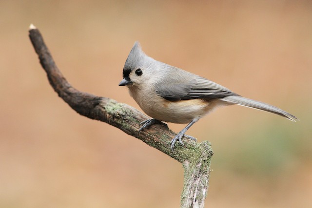 エボシガラ Ebird