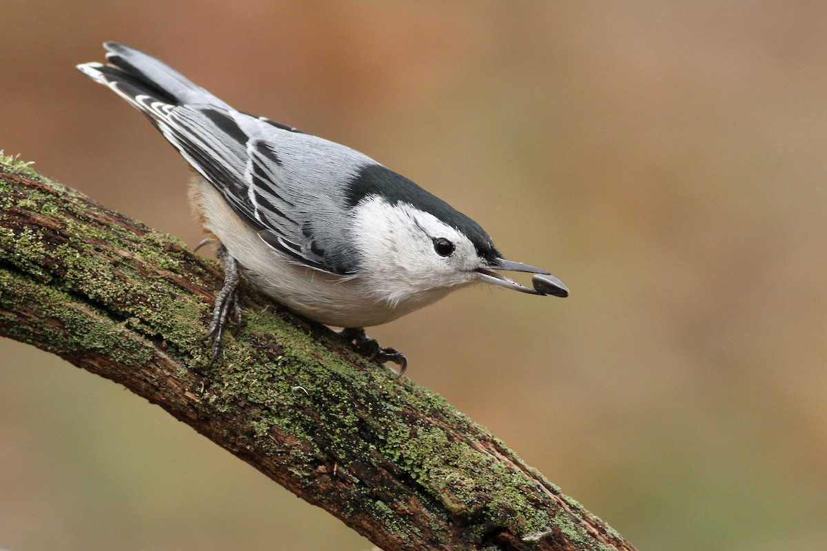 White-breasted Nuthatch - ML66803931