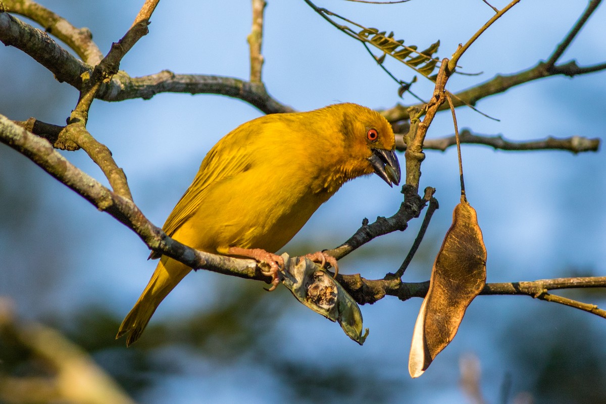 African Golden-Weaver - Neil Hayward