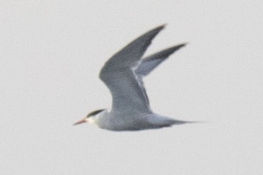 Common Tern - ML66804461