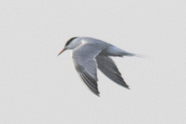 Common Tern - ML66804471
