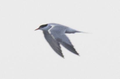 Common Tern - ML66804481