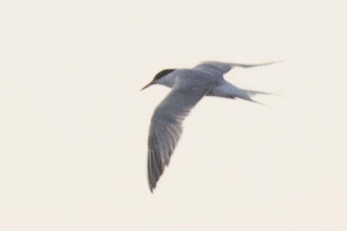 Common Tern - David Brown
