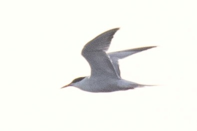 Common Tern - ML66804511