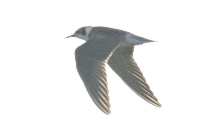 Black Tern - David Brown
