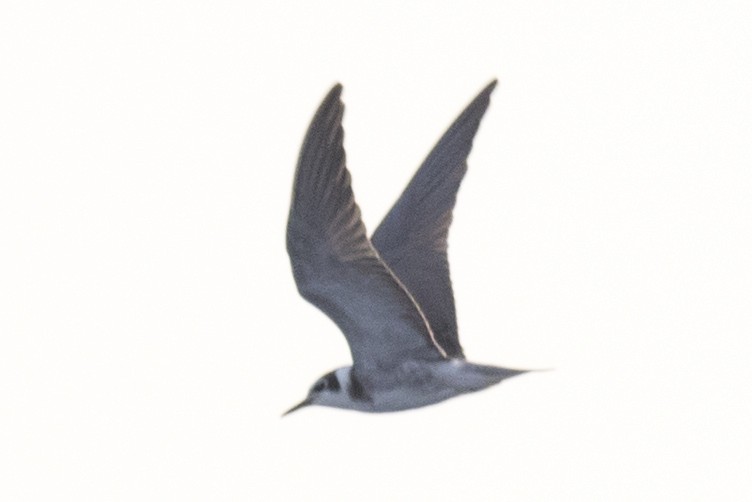 Black Tern - David Brown