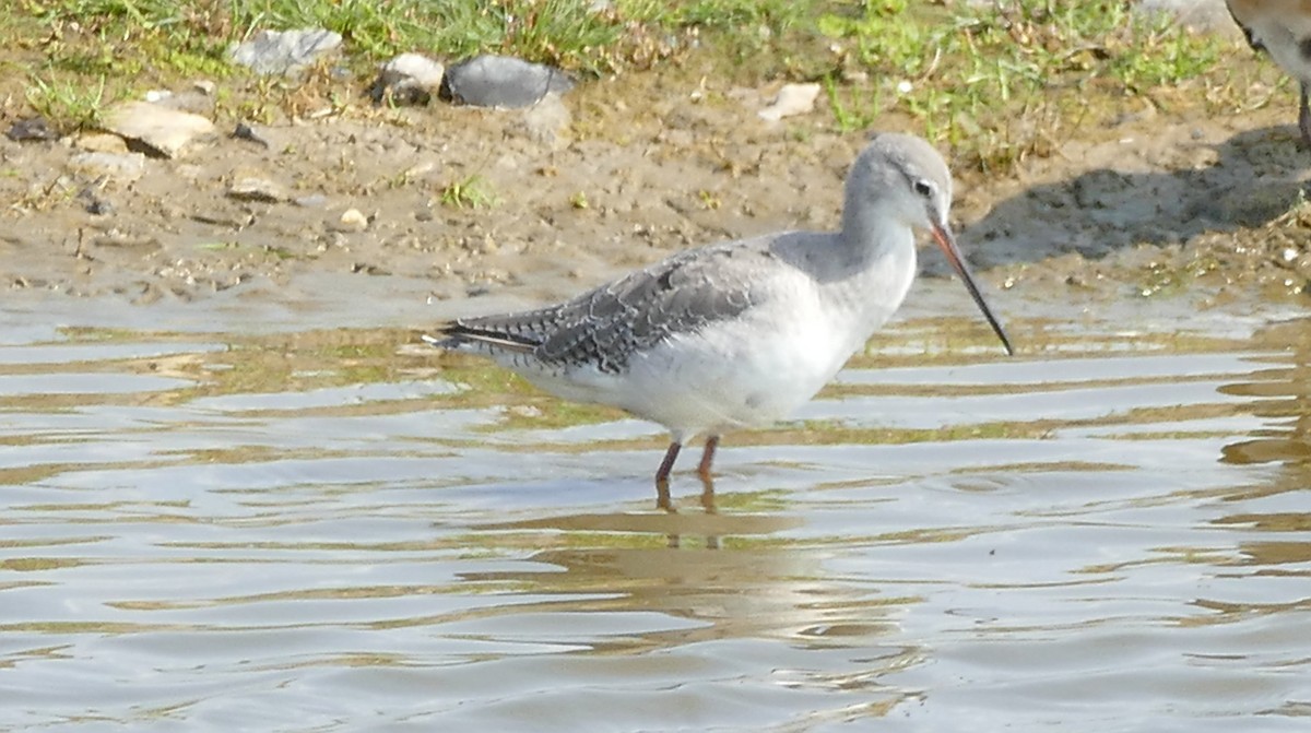 Spotted Redshank - Andreas Hess