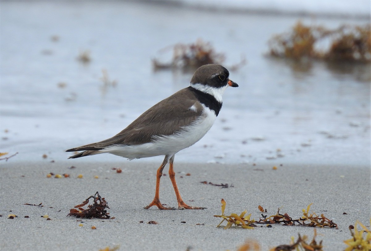 Semipalmated Plover - ML66805221