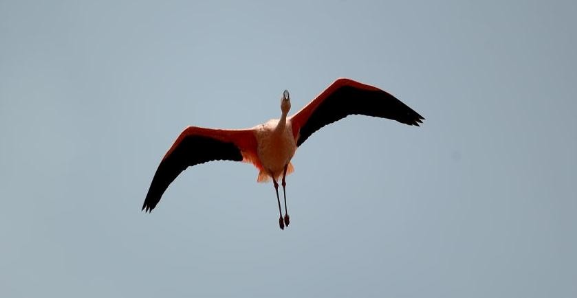 Chilean Flamingo - ML66805631