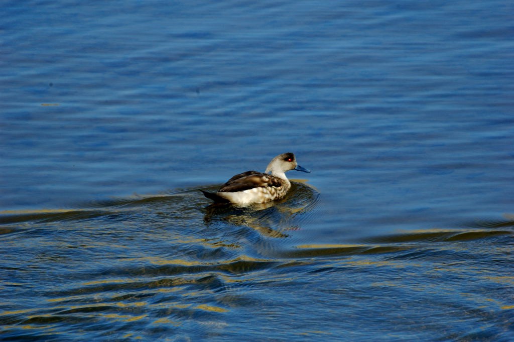 Crested Duck - ML66806791