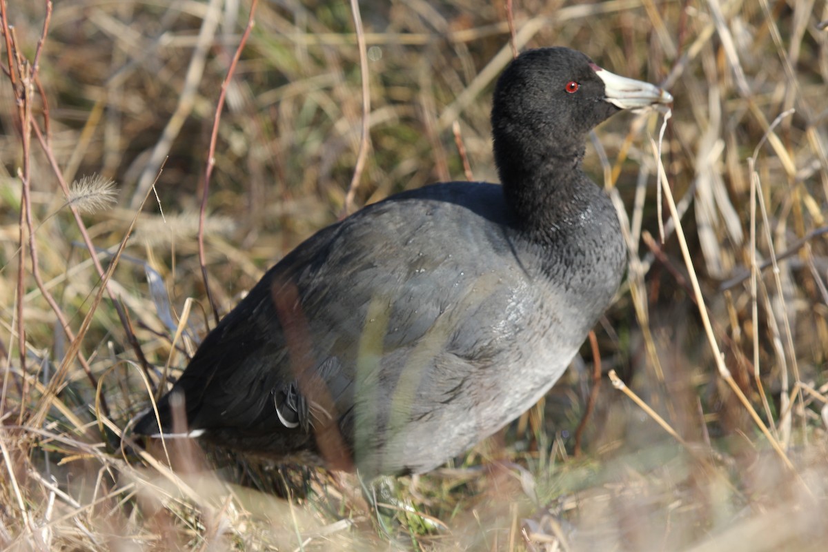American Coot (Red-shielded) - ML66807111