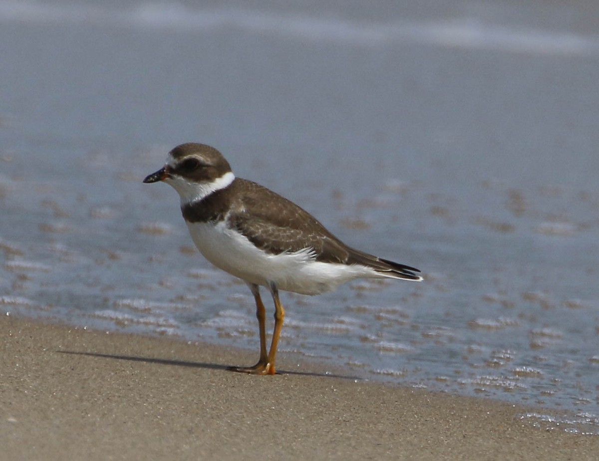 Semipalmated Plover - ML66807701