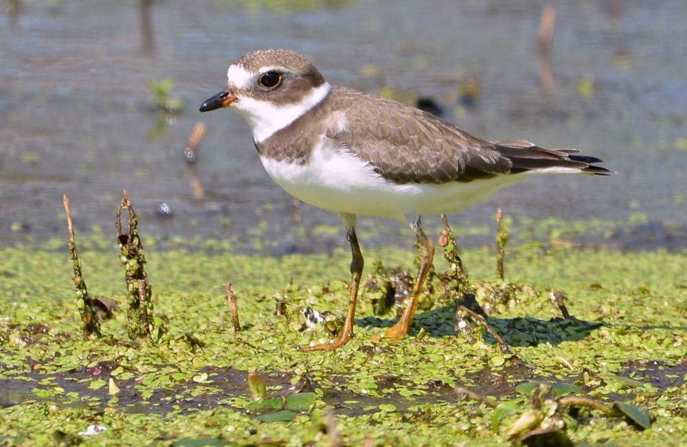 Semipalmated Plover - Dick Horsey