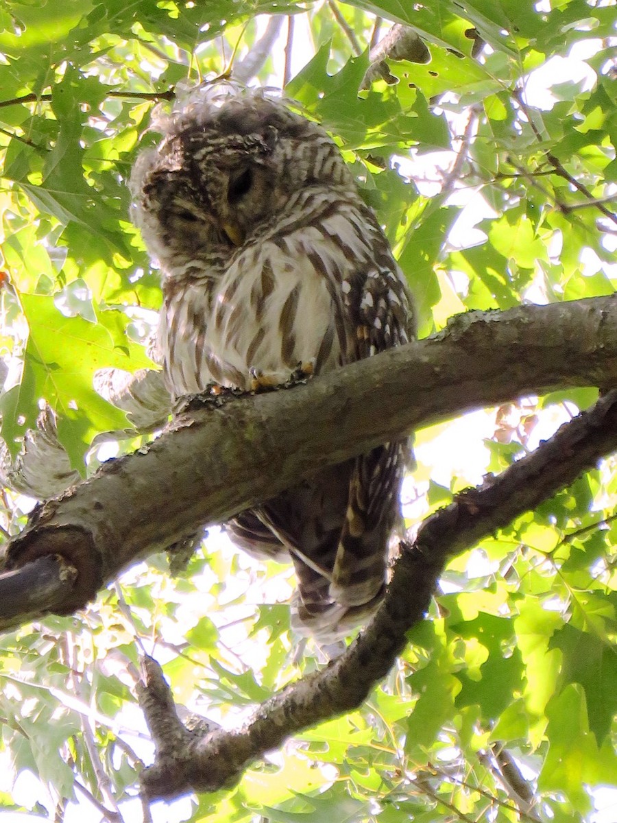 Barred Owl - Linda Ireland