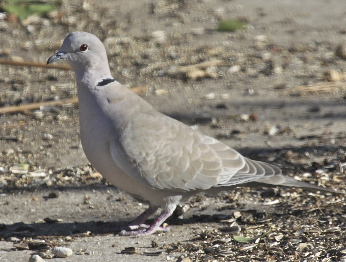 Eurasian Collared-Dove - Rod MacKenzie