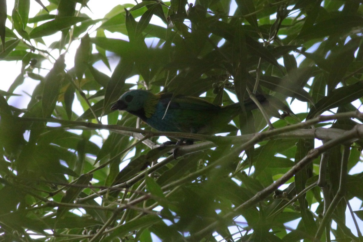 Green-headed Tanager - ML66819761
