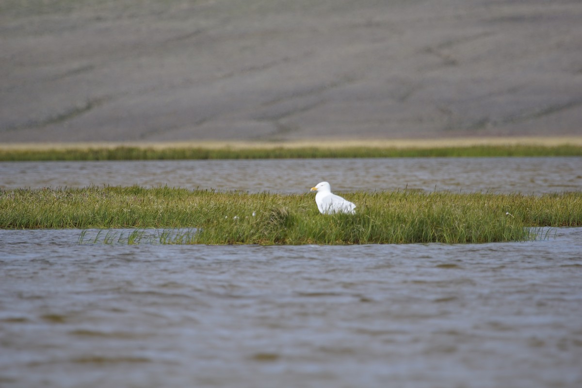 Iceland Gull (Thayer's) - Parks Canada Western Arctic Field Unit