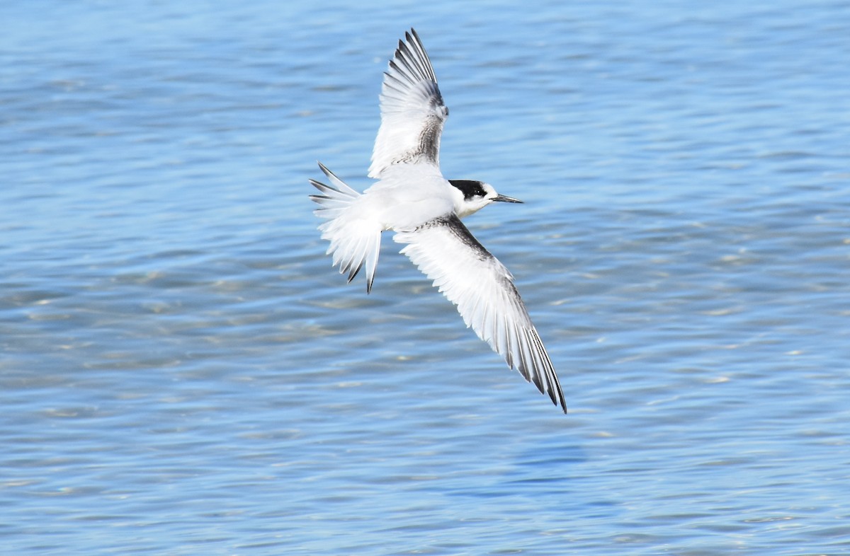 White-fronted Tern - David Wheeler