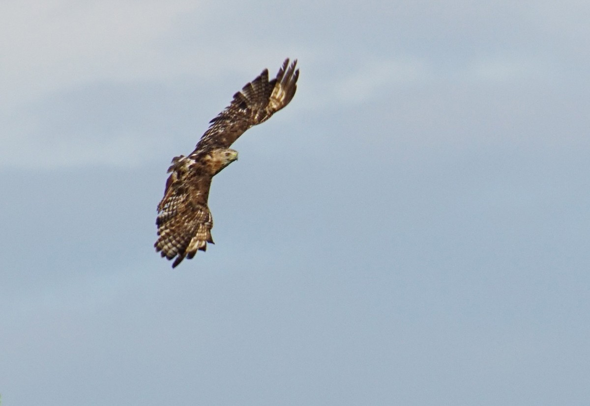 Red-tailed Hawk - ML66820851