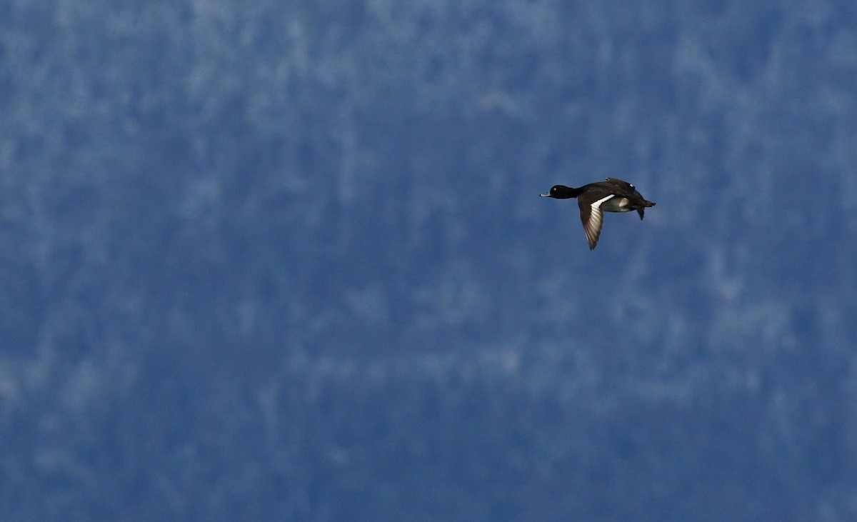 Tufted Duck - ML66821741