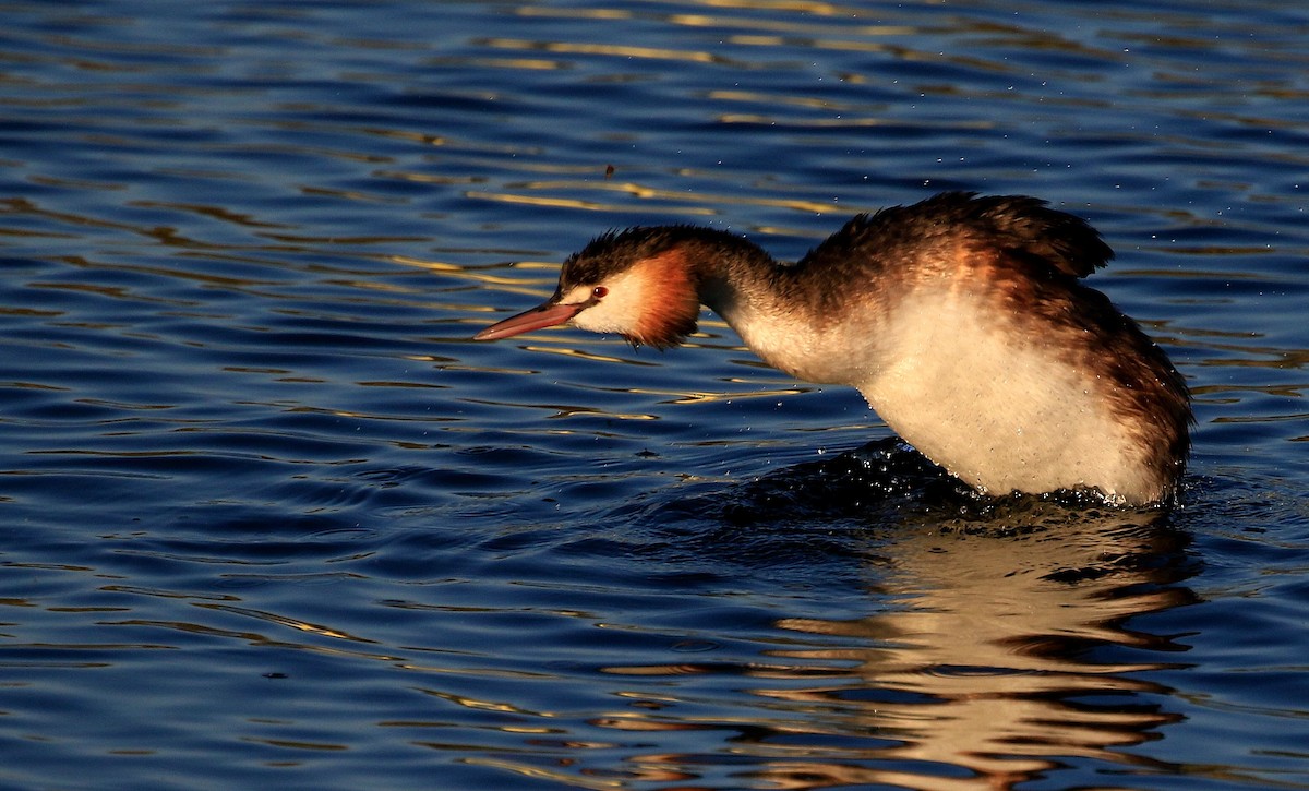 Great Crested Grebe - Patrick MONNEY