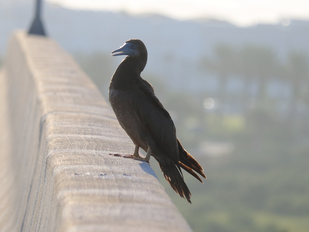 Brown Booby - ML66824721