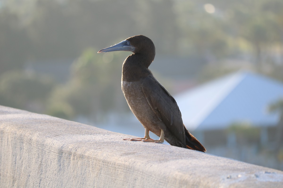 Brown Booby - ML66824771
