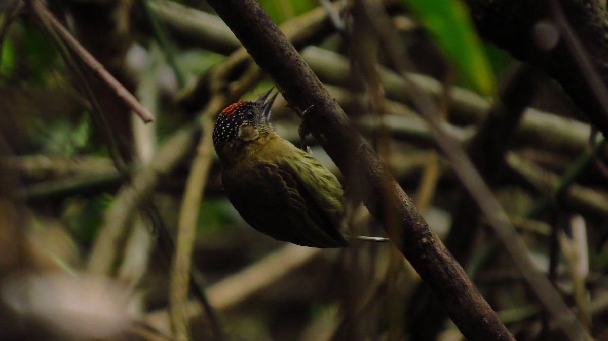 Olivaceous Piculet - ML66828981