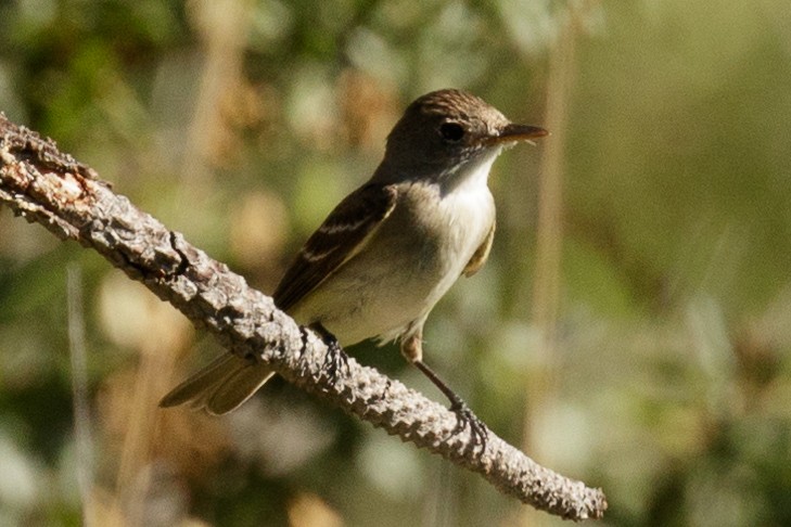 Willow Flycatcher - Nic Webster